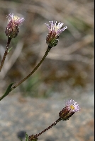 Erigeron acer subsp angulosus